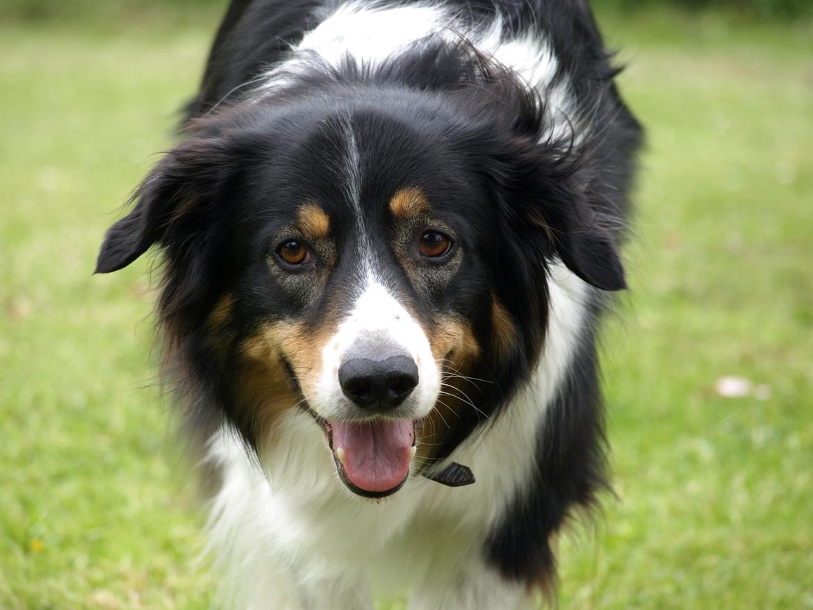 Border collie Baloo - Der er meget klogskab bag det smukke ydre...... billede 1