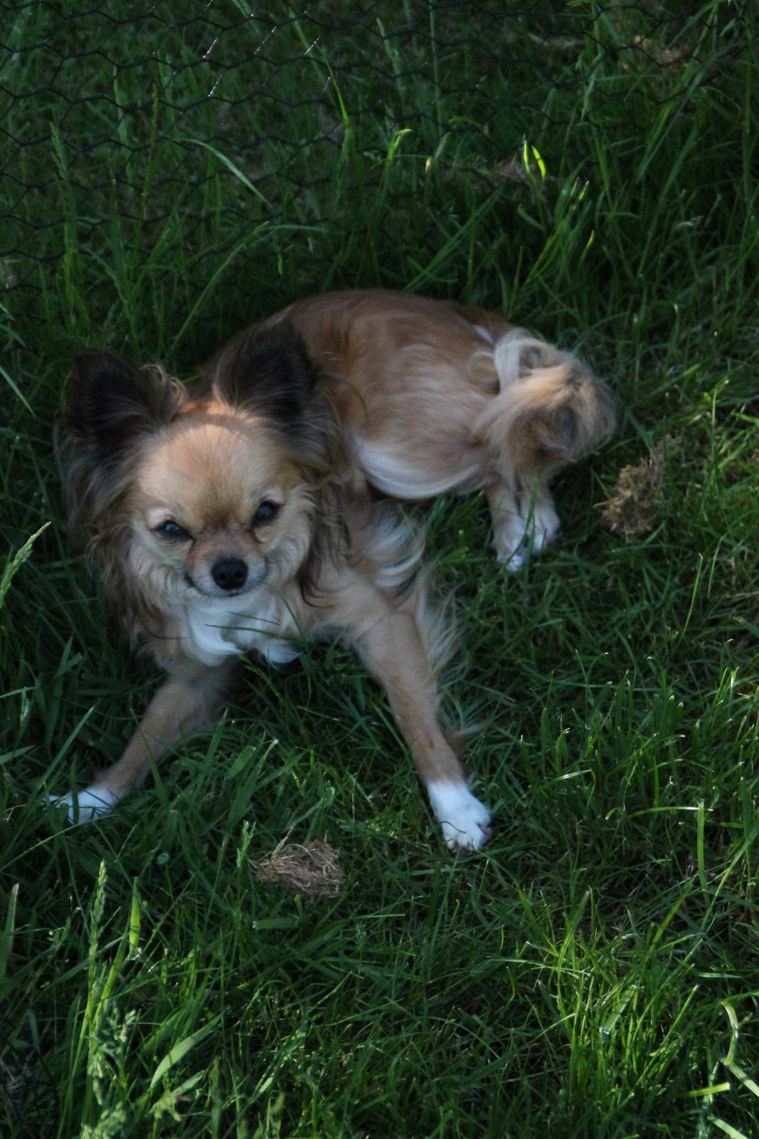 Chihuahua Zitta *R.I.P* - Varm dag i skyggen, så er det jo deligt med noget køligt græs man kan ligge i. billede 1