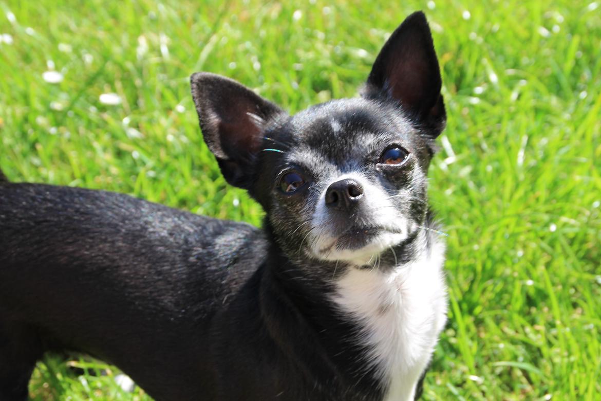 Chihuahua Molly - Hey, billeder! Jeg ser jo godt ud. billede 19