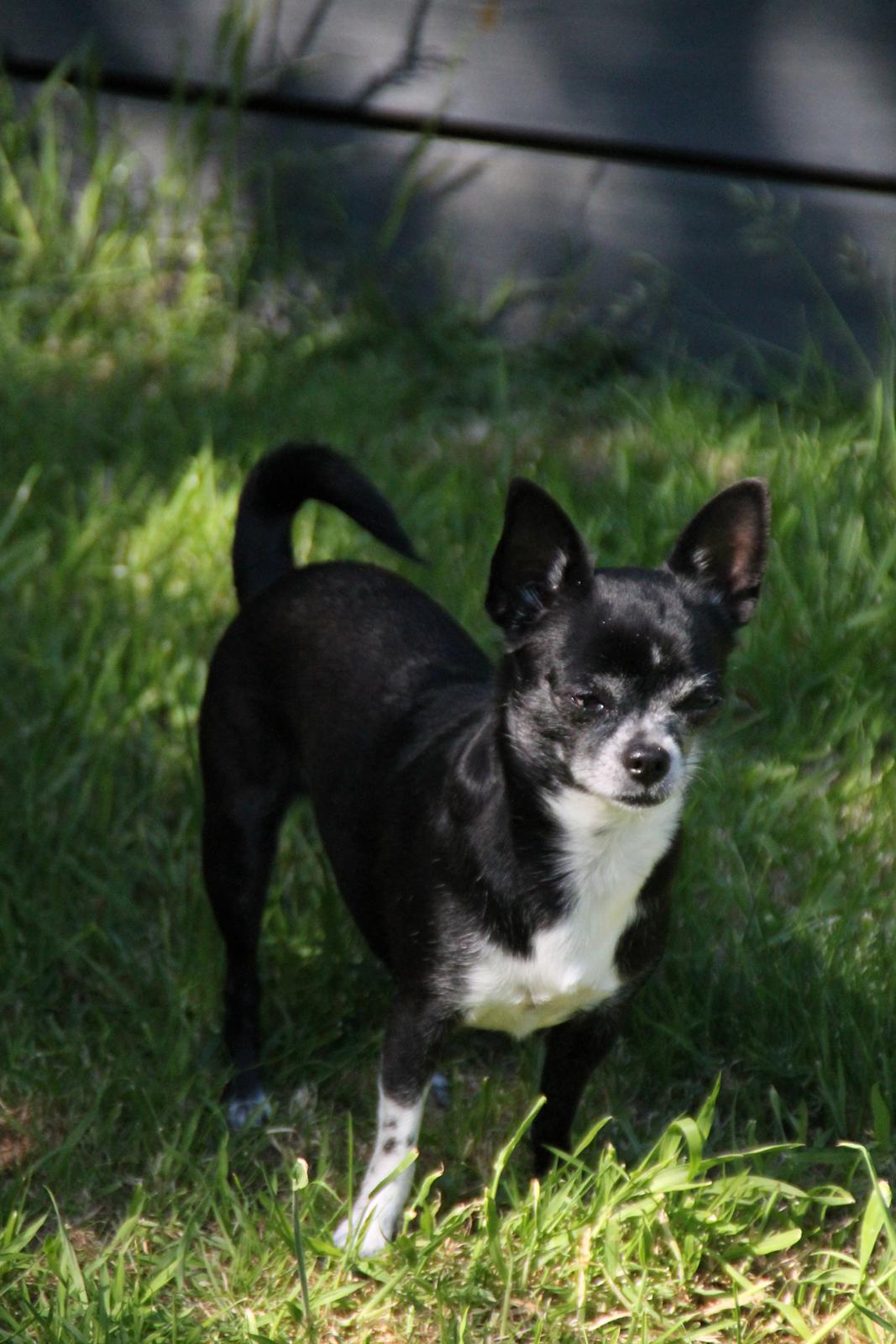 Chihuahua Molly - Hej og velkommen til min profil. Jeg hedder Molly. billede 1