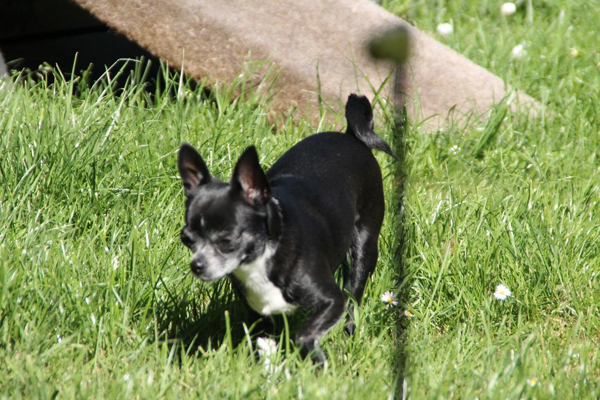 Chihuahua Molly - Tak for kigget, håber vi ses en anden gang. billede 20