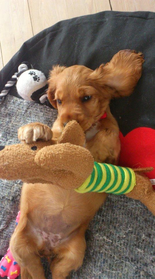 Cocker spaniel Freja billede 8