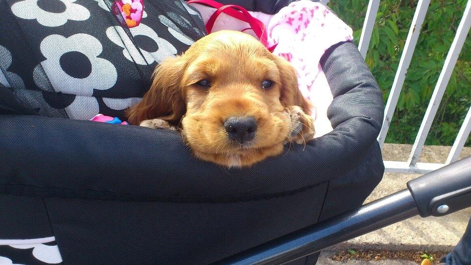 Cocker spaniel Freja billede 4