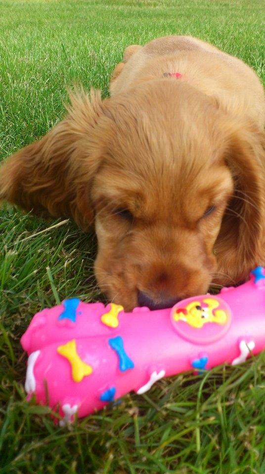 Cocker spaniel Freja billede 2