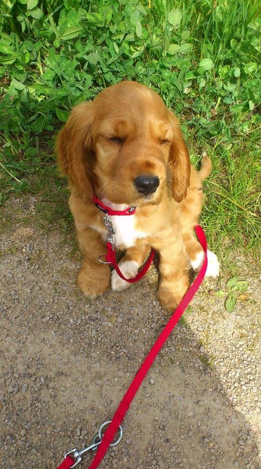 Cocker spaniel Freja billede 7