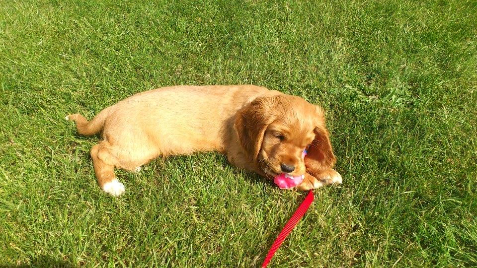 Cocker spaniel Freja billede 3