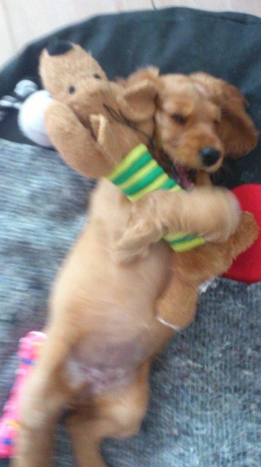 Cocker spaniel Freja billede 9