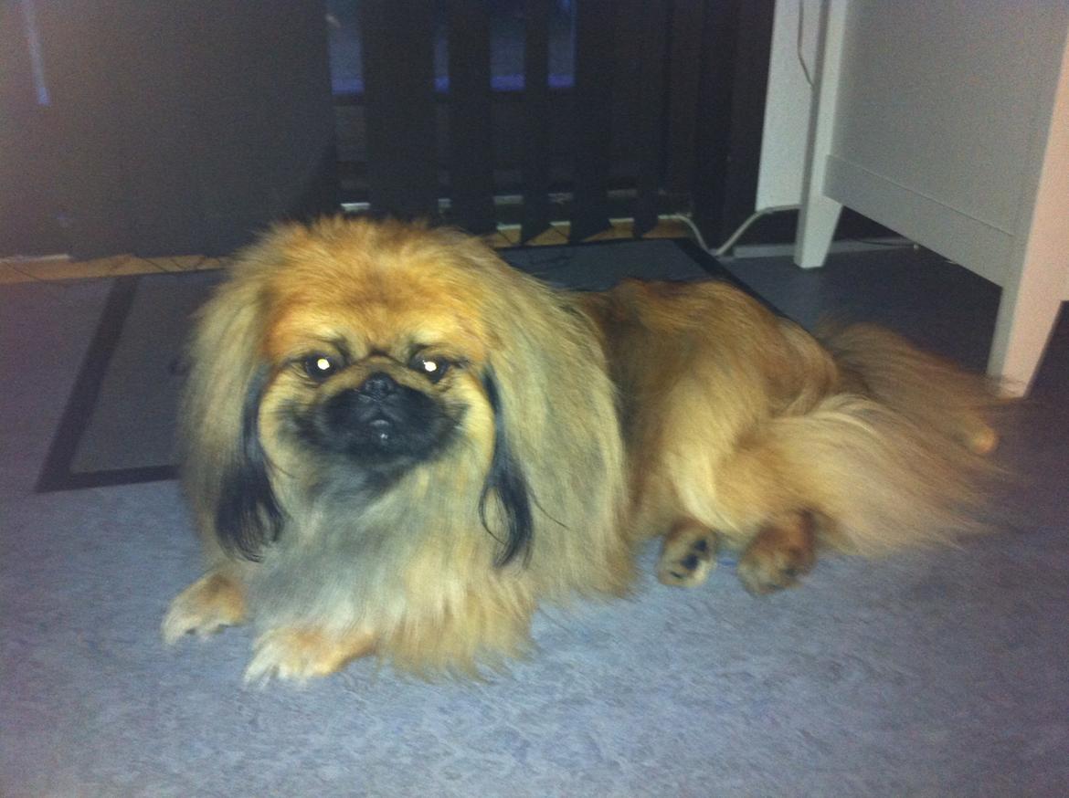 Pekingeser Møffe - Min store løve <3 billede 13