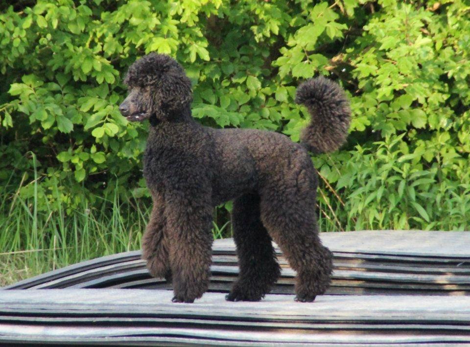 Storpuddel Kiwi billede 1