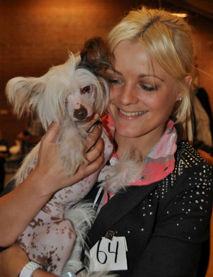 Chinese crested hårløs Chinese By Storm´s Cher billede 17
