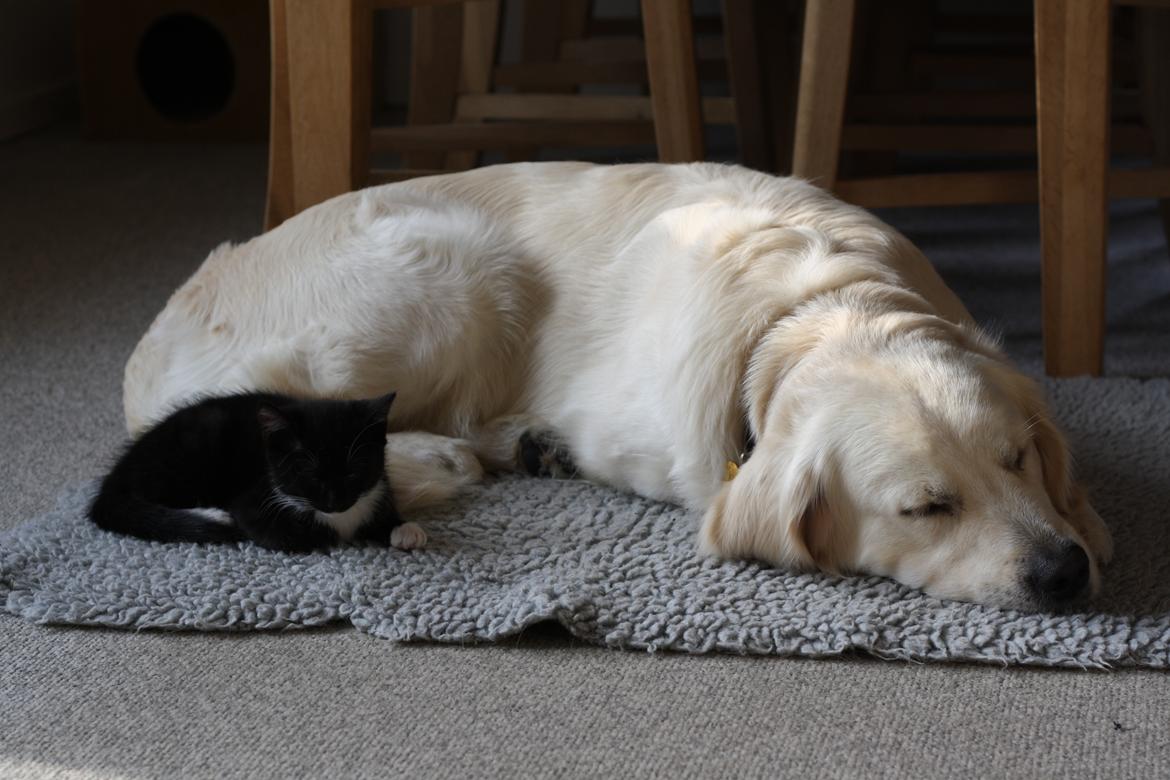 Golden retriever Balto billede 17