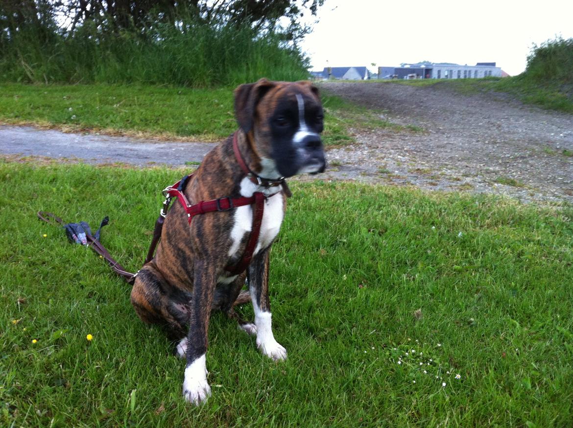 Boxer Emmi (Elipets Emily) billede 13