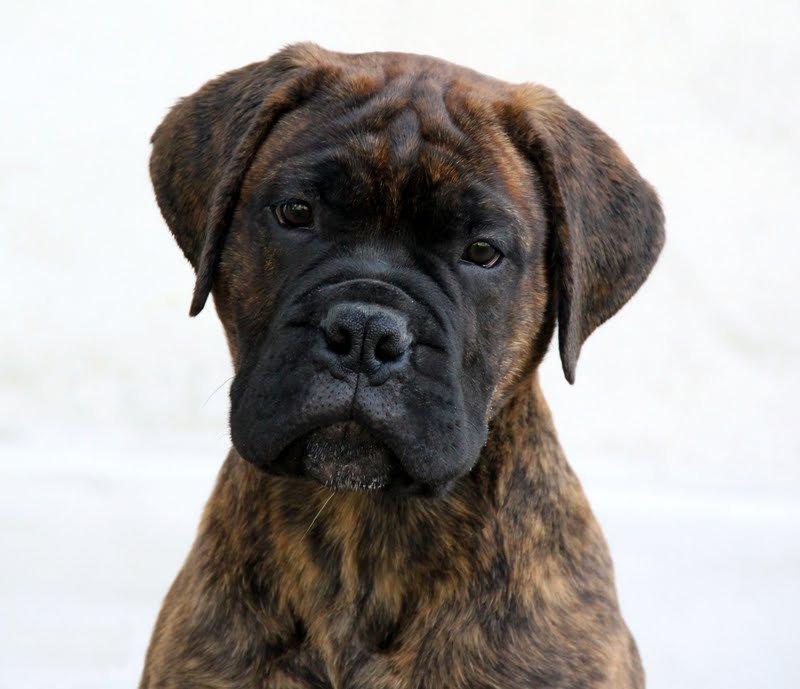 Bullmastiff Herman - Dejlig Herman. D.26.5.2012 billede 1