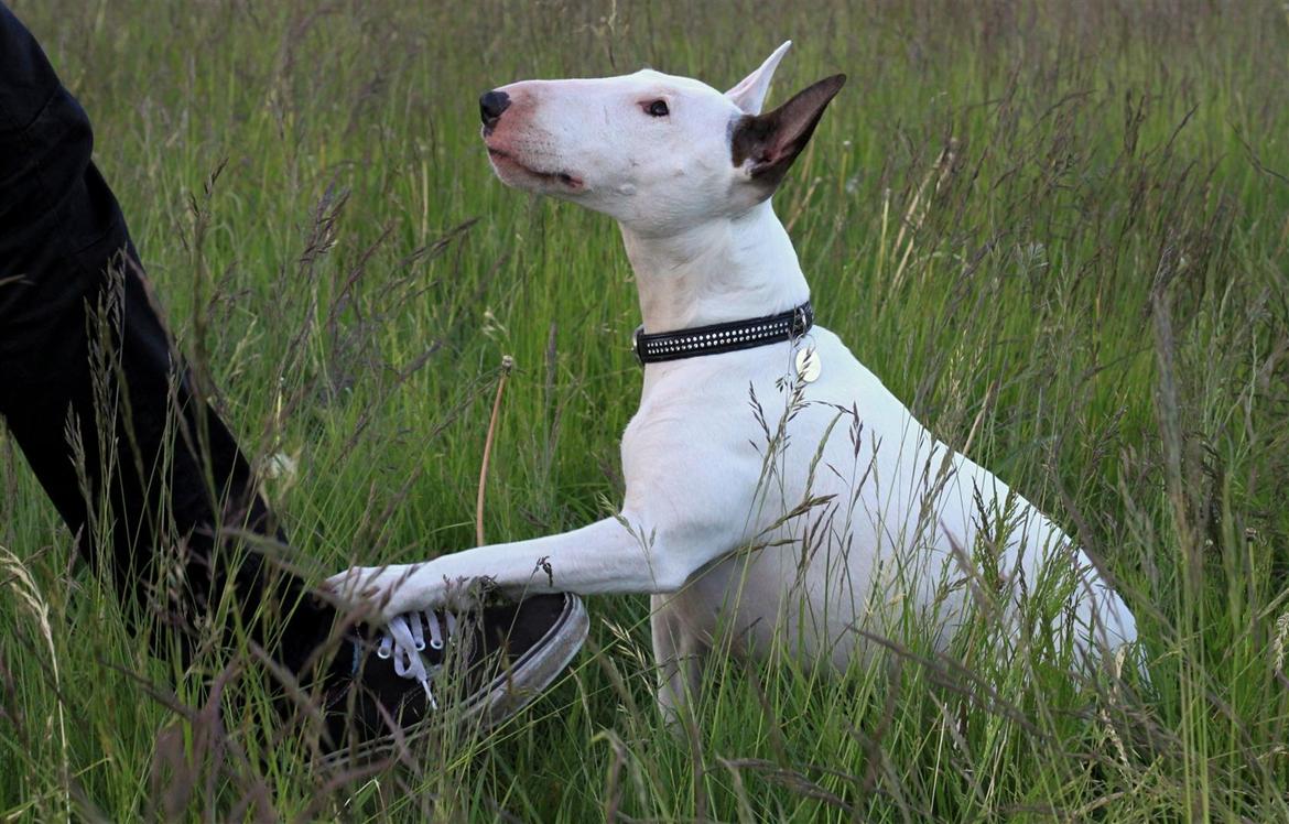 Bullterrier Lulu *himmelhund* billede 22