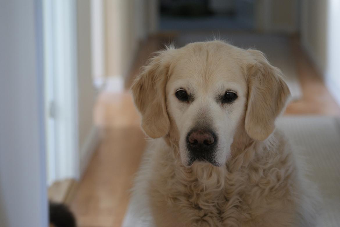 Golden retriever Balou - Kan man blive andet end glad, af det pretty face <3 billede 16