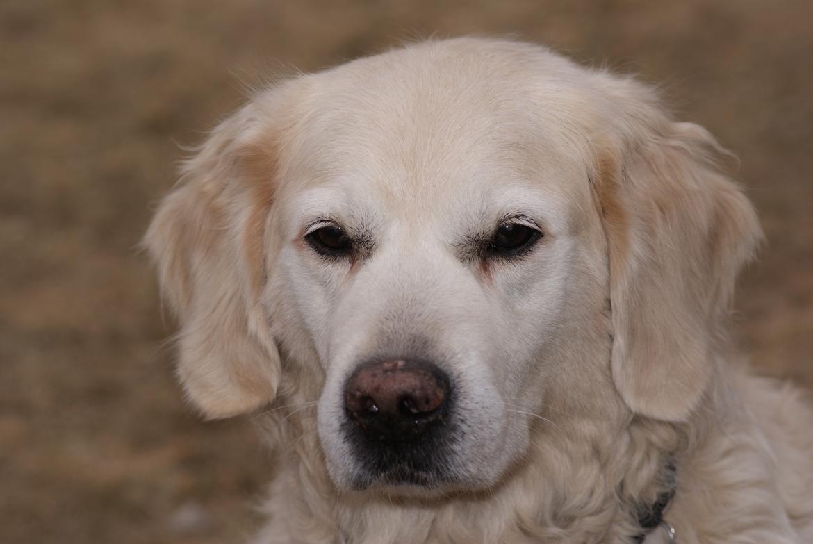 Golden retriever Balou - Balou, som sædvanlig total chamerende! <3 billede 6