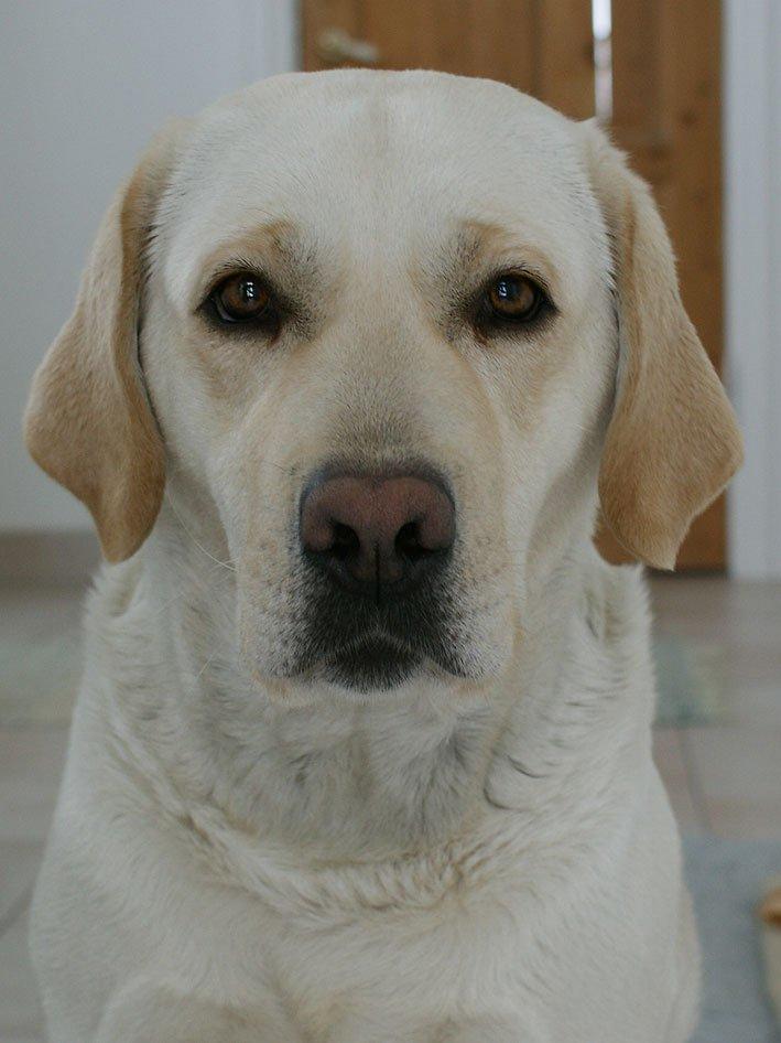 Labrador retriever Sif - Nærbillede af Sifs ansigt billede 1