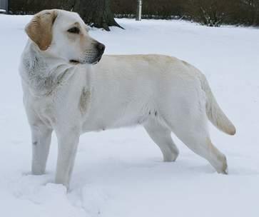 Labrador retriever Sif - Sif i sneen billede 2