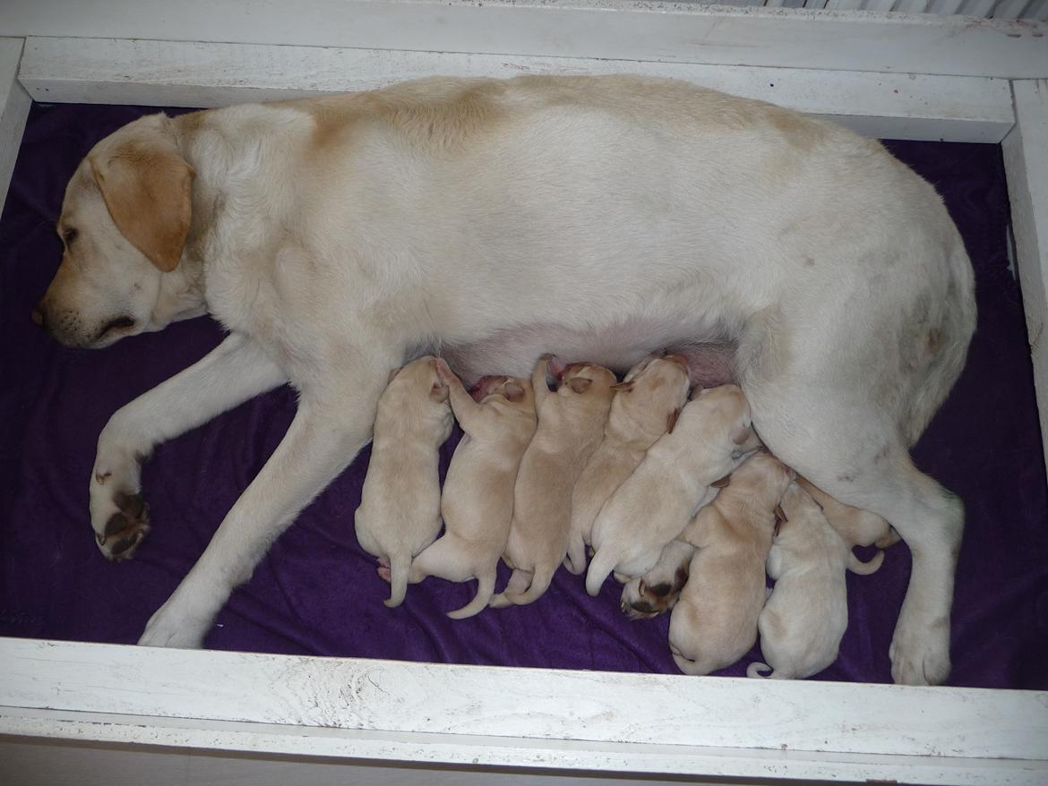 Labrador retriever Sif - Sif havde hvalpe i foråret 2011 billede 3