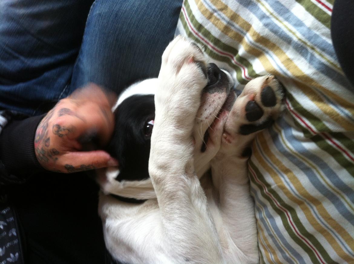 Blanding af racer Anton - Kan i gætte hvem jeg er?? ;-)  billede 10