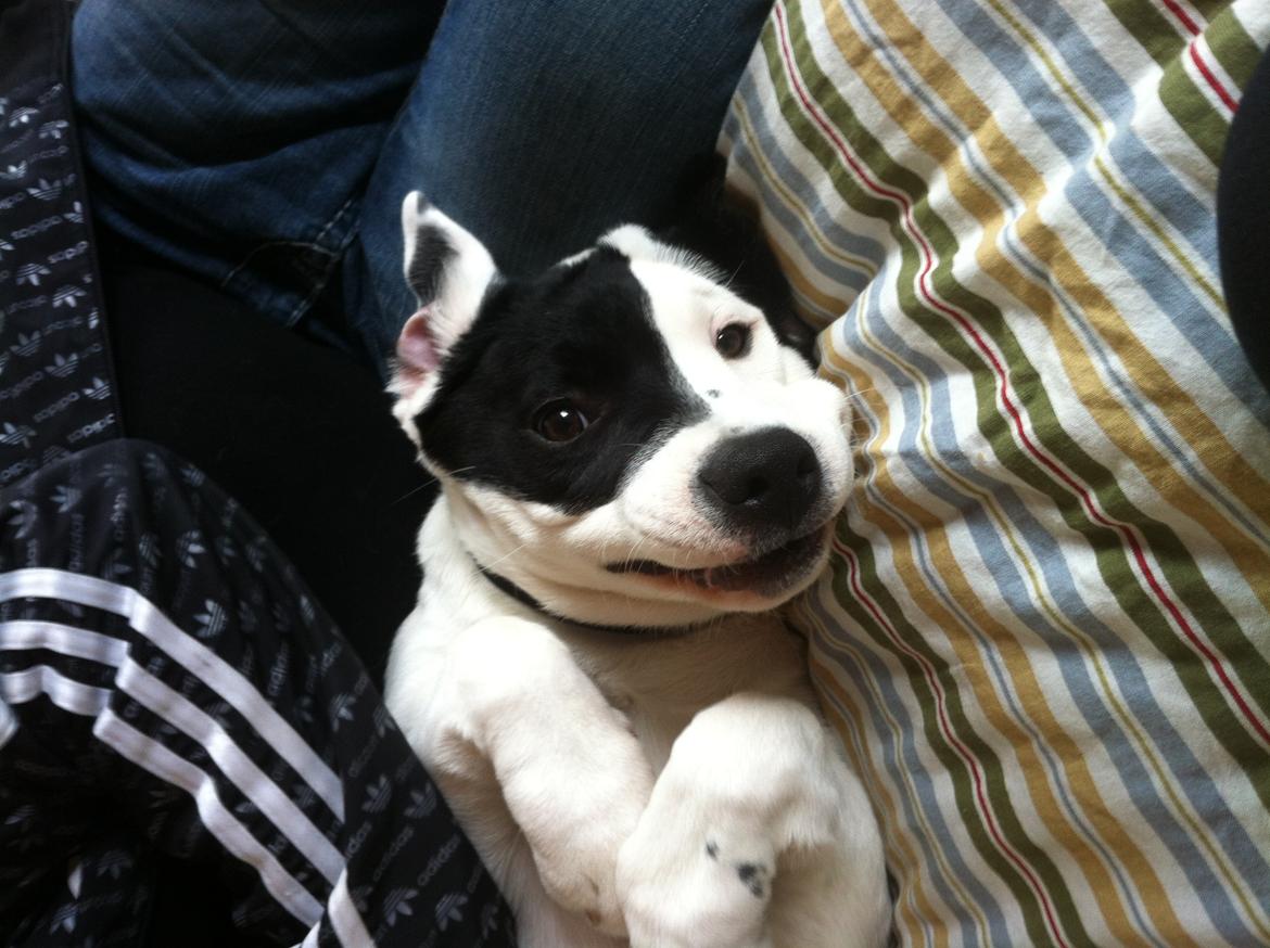 Blanding af racer Anton - Det er jo bare mig - stoooort smil!! :-)  billede 11