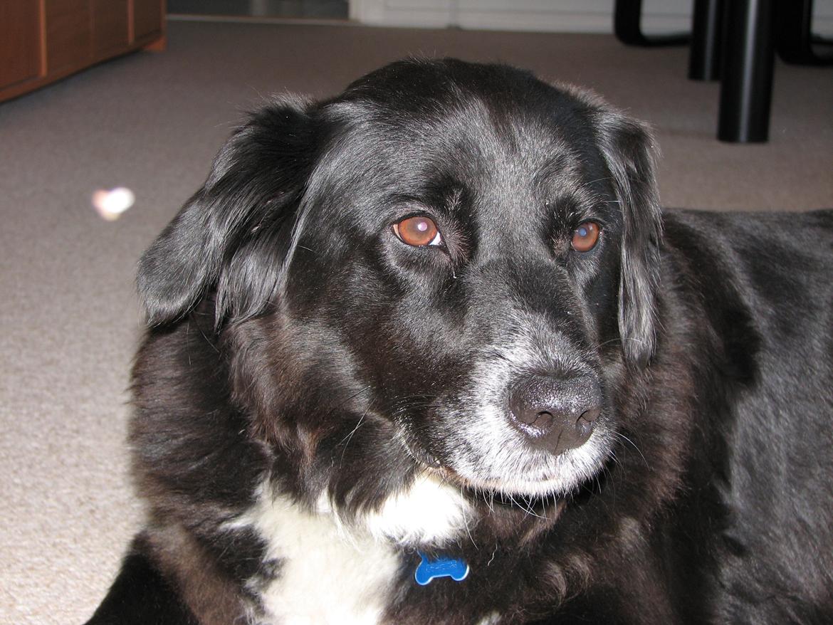 Blanding af racer Sally billede 7