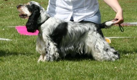 Cocker spaniel Cockerpets Cute Fuzzy (Balú) billede 17