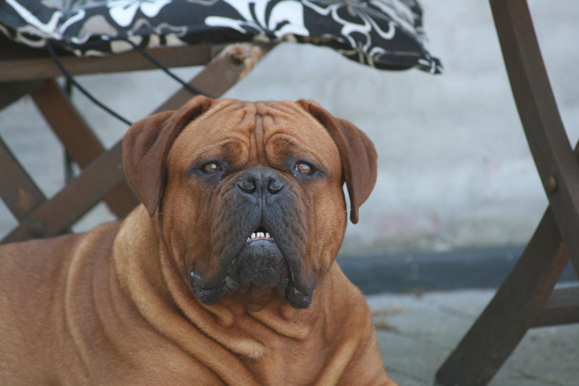 Dogue de bordeaux Shadow of Oak Excalibur - 10 mdr billede 10