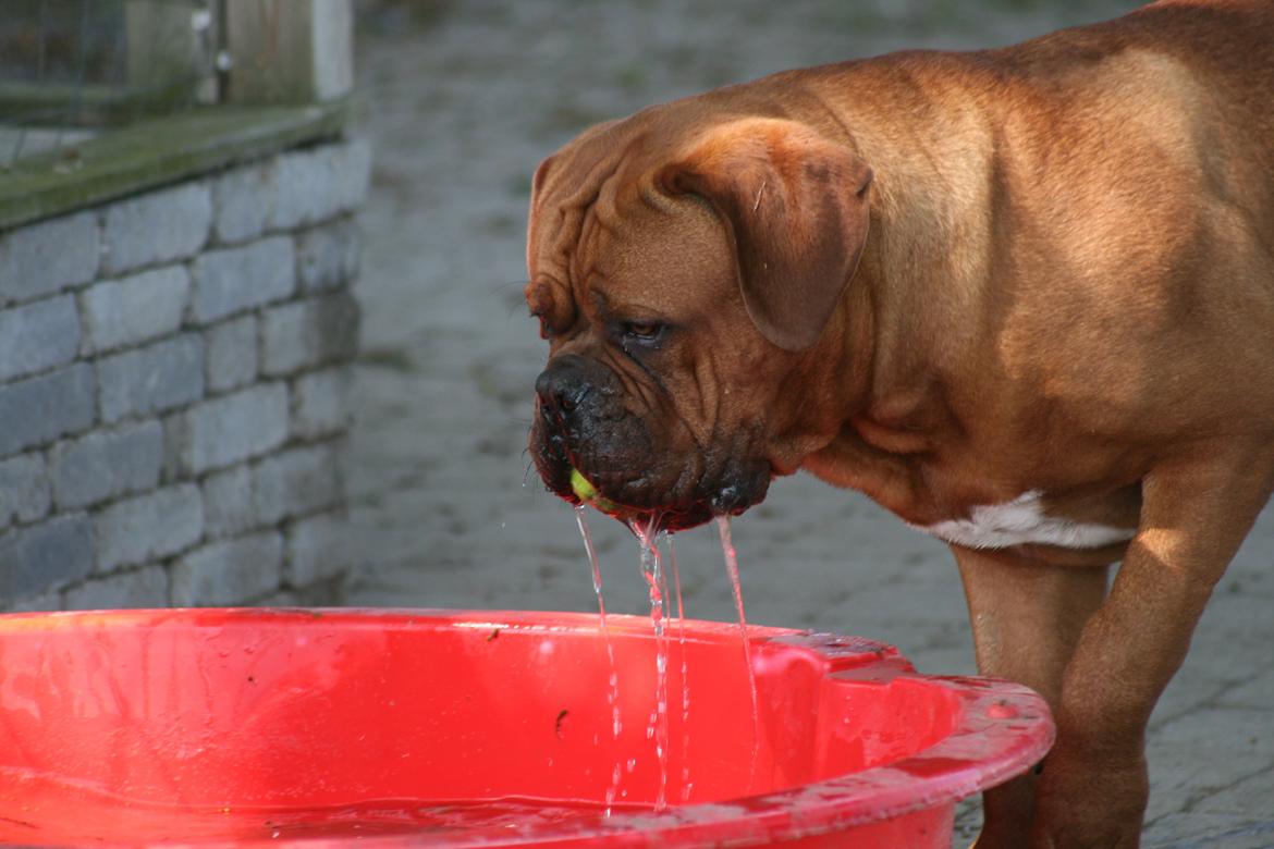 Dogue de bordeaux Shadow of Oak Excalibur - 10 mdr billede 11