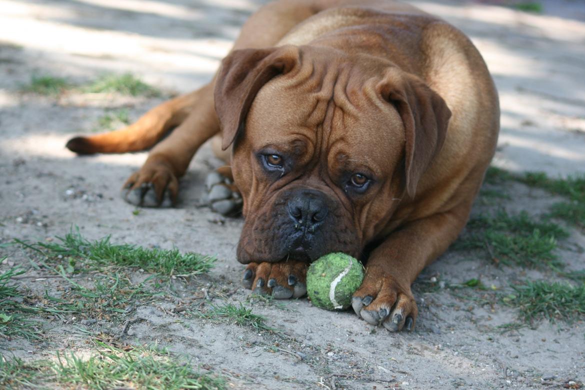 Dogue de bordeaux Shadow of Oak Excalibur - 10 mdr billede 12