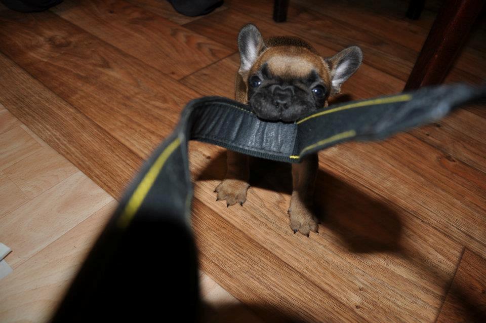 Fransk bulldog Joey - "Næææh, se nu der, er det nyt legetøj til mig?" billede 4