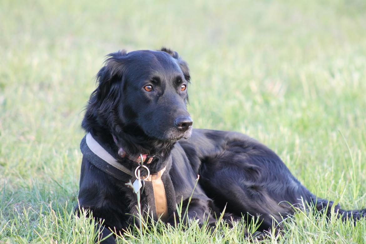 Blanding af racer Trunte billede 1