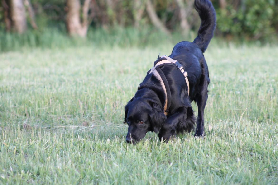 Blanding af racer Trunte billede 20