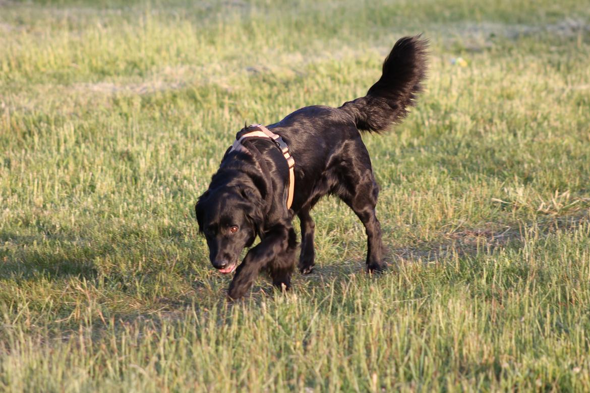 Blanding af racer Trunte billede 14