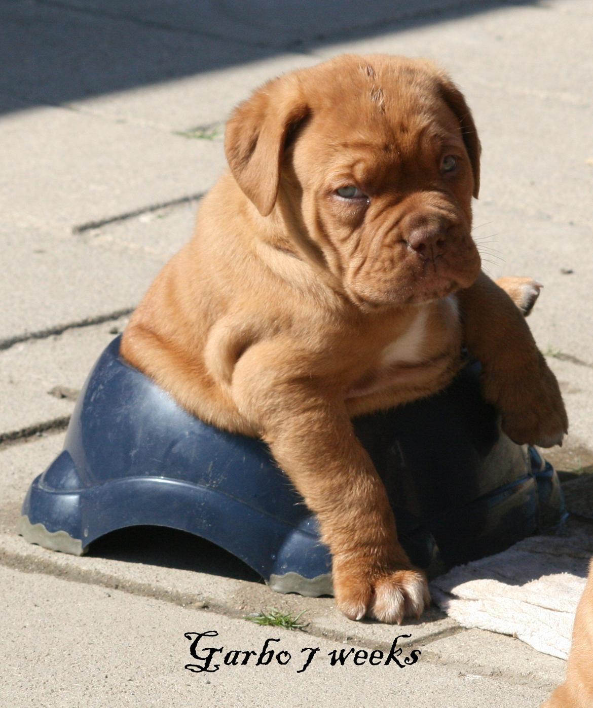 Dogue de bordeaux Shadow of Oak Garbo Dem Dem - Garbos pool  billede 1