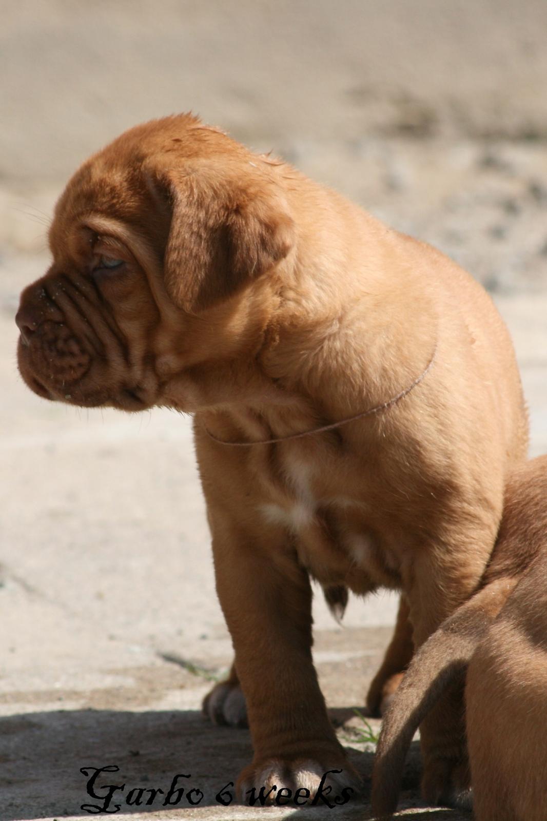 Dogue de bordeaux Shadow of Oak Garbo Dem Dem billede 2