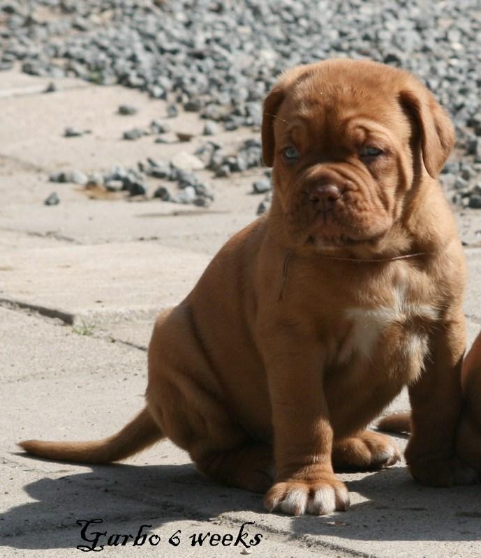 Dogue de bordeaux Shadow of Oak Garbo Dem Dem billede 3