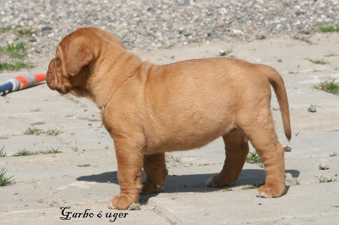 Dogue de bordeaux Shadow of Oak Garbo Dem Dem billede 4