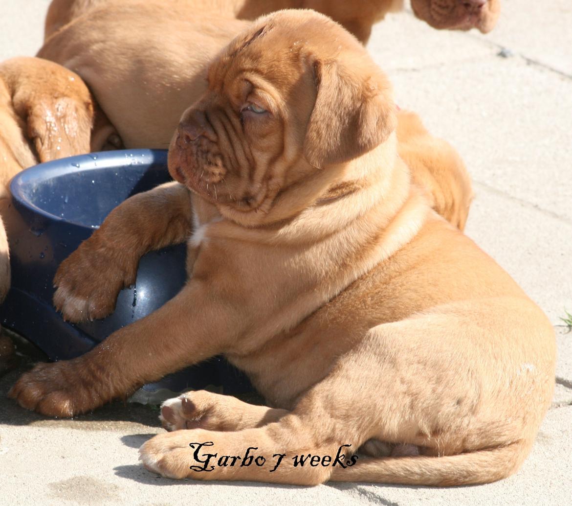 Dogue de bordeaux Shadow of Oak Garbo Dem Dem billede 5