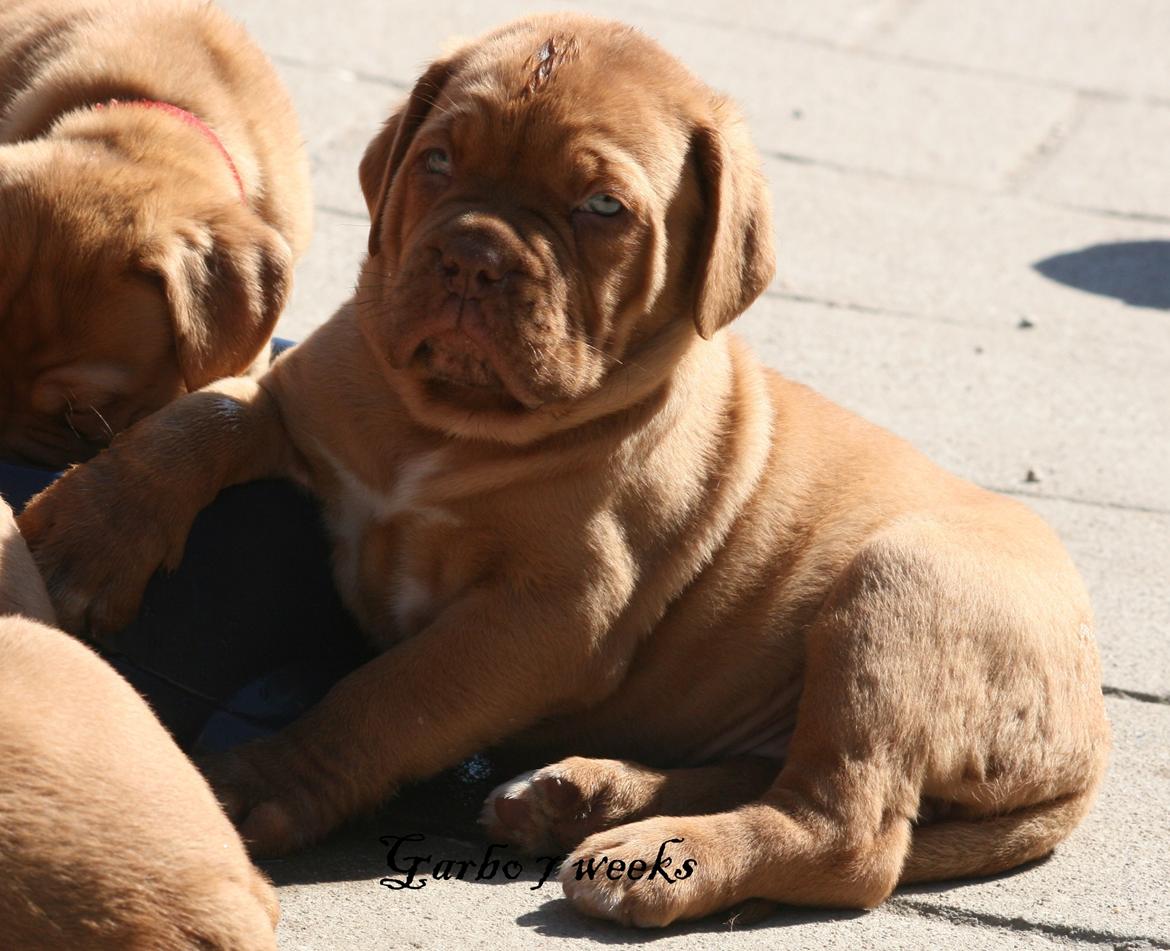 Dogue de bordeaux Shadow of Oak Garbo Dem Dem billede 6