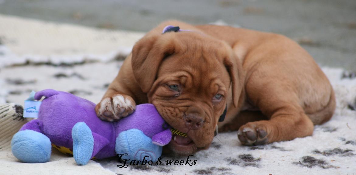 Dogue de bordeaux Shadow of Oak Garbo Dem Dem billede 7