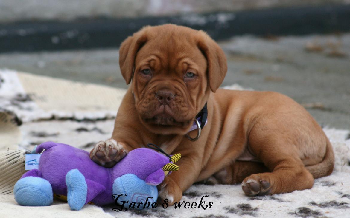 Dogue de bordeaux Shadow of Oak Garbo Dem Dem billede 8
