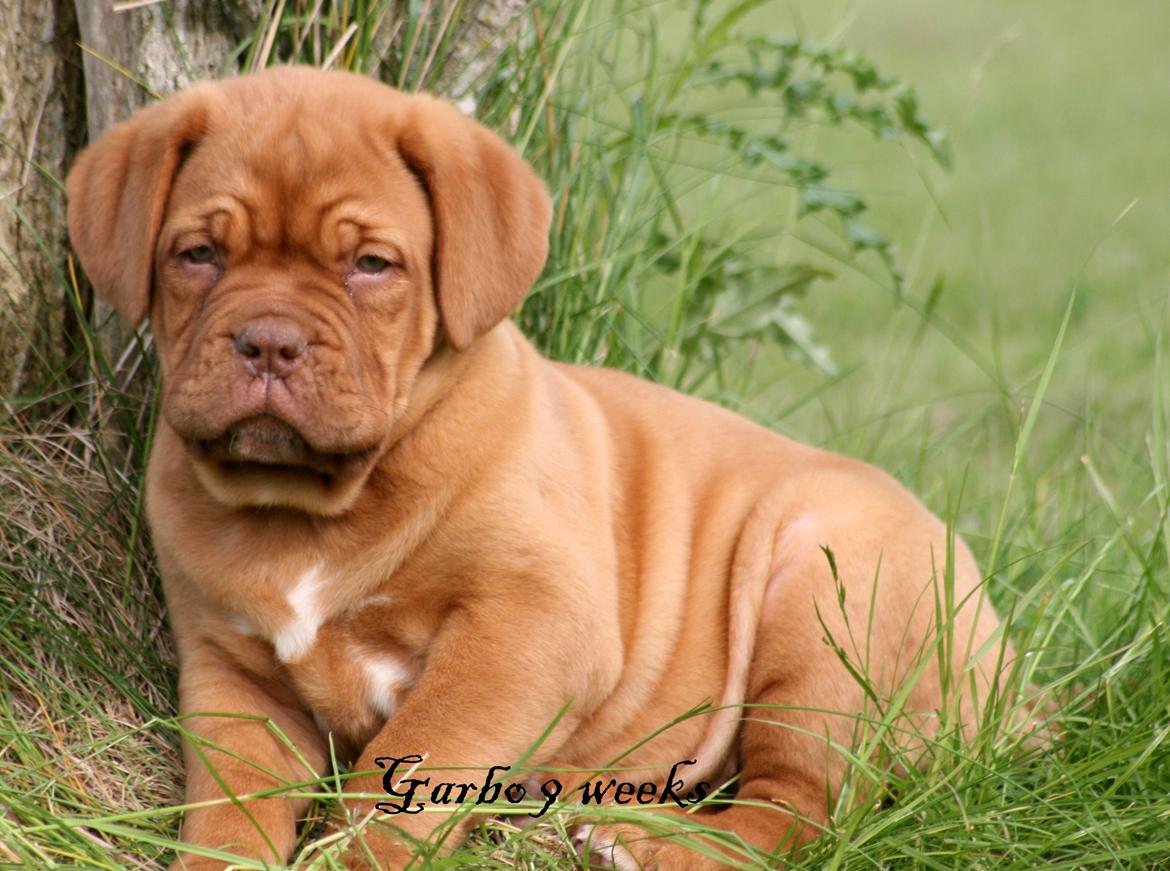 Dogue de bordeaux Shadow of Oak Garbo Dem Dem billede 9
