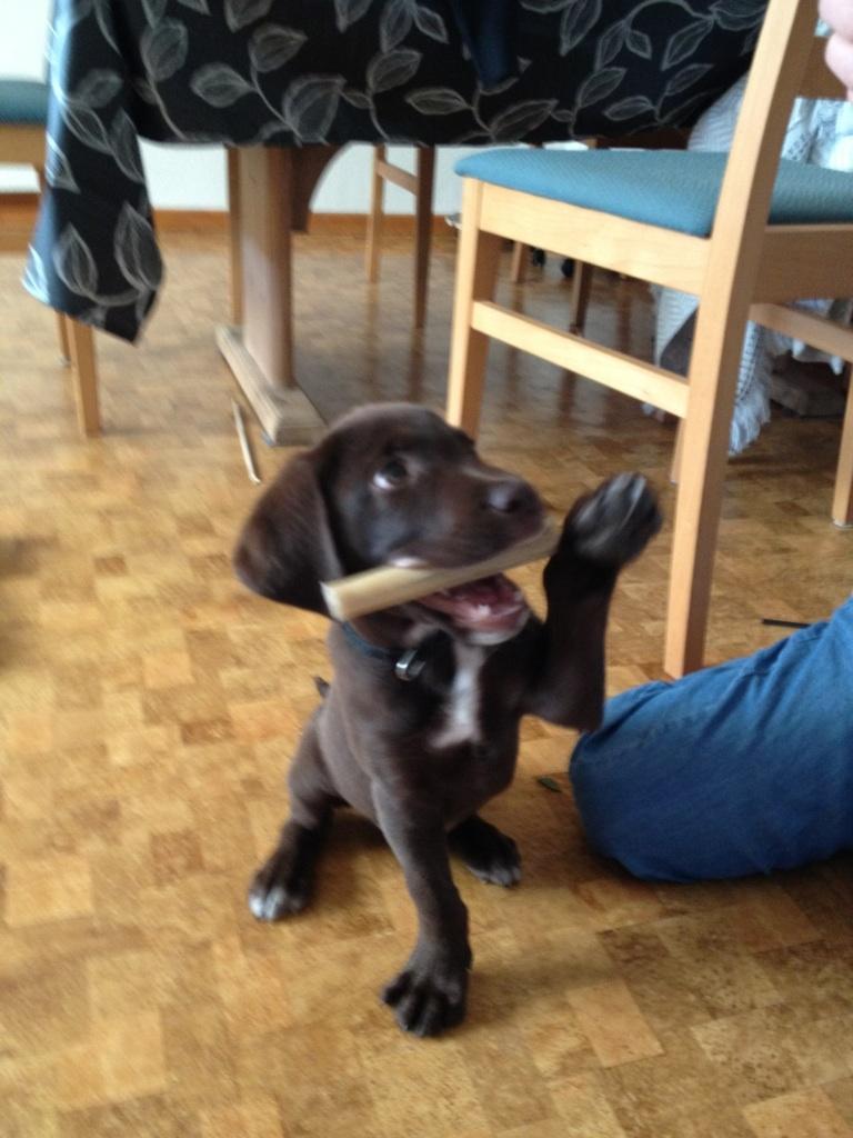 Labrador retriever Boris - 11 uger gammel og vi kan mange ting nu :)
 billede 6