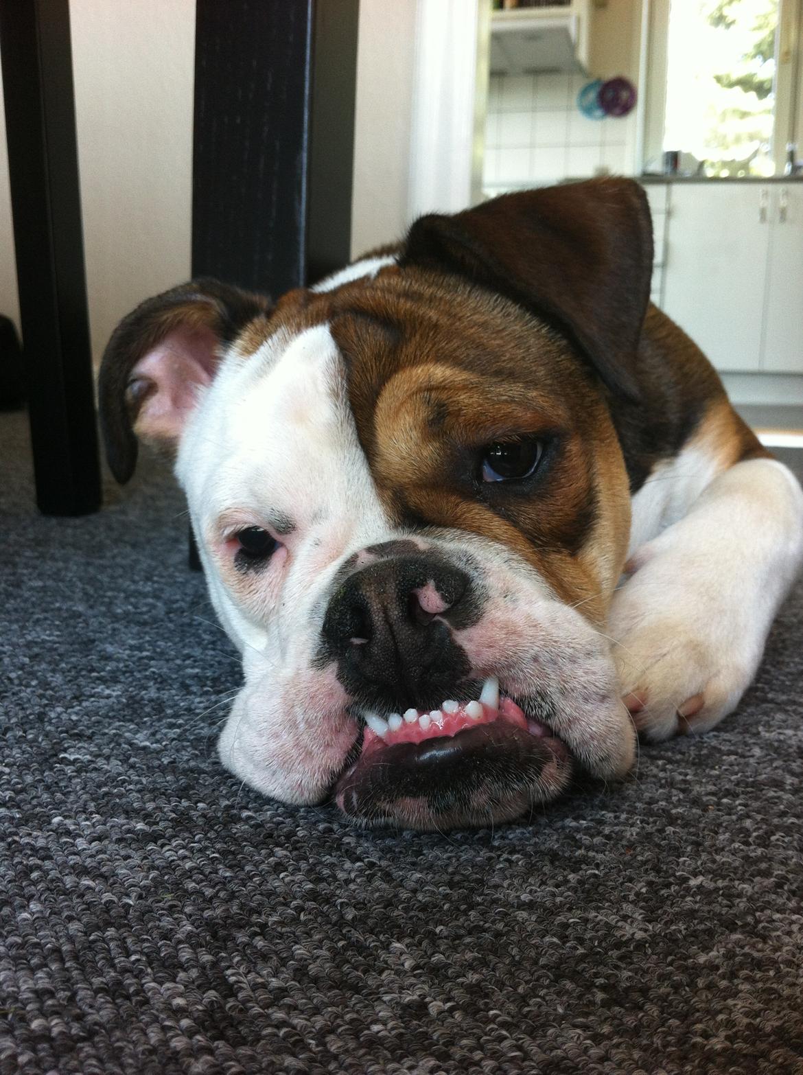 Olde english bulldogge Bulltok's Diesel <3 - Du er helt vildt farlig, når du ligger på gulvet og falder ud :D<3 billede 4