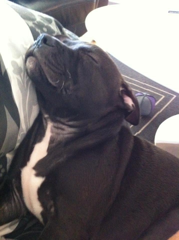 Staffordshire bull terrier Akeela billede 9