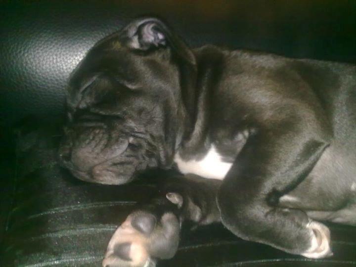 Staffordshire bull terrier Akeela billede 10