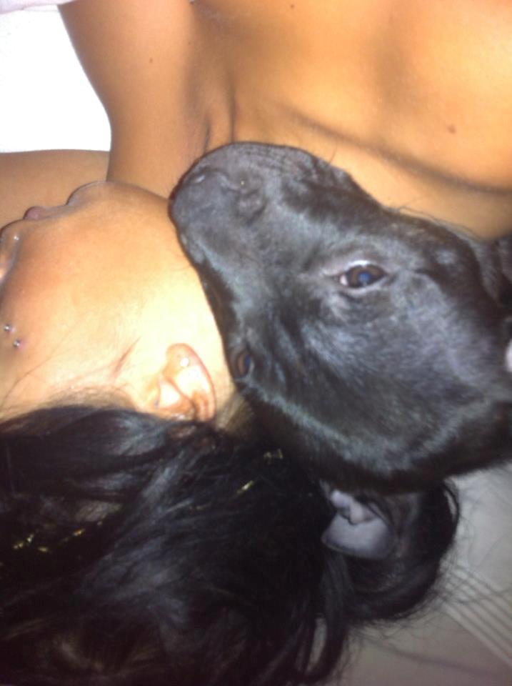 Staffordshire bull terrier Akeela billede 11