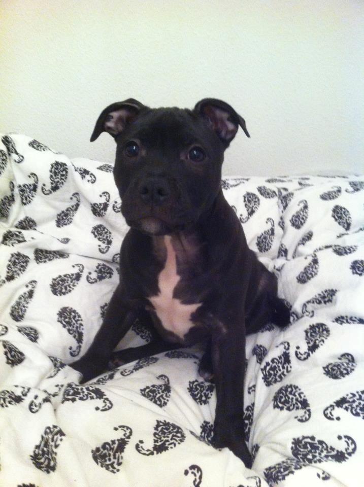 Staffordshire bull terrier Akeela billede 12