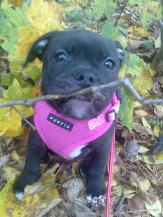 Staffordshire bull terrier Akeela billede 13